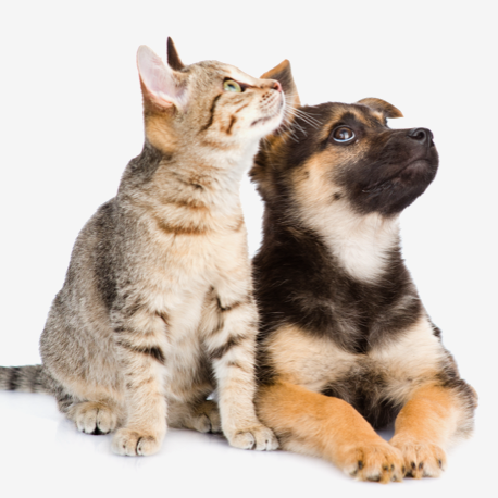 Virbac hotsell puppy food